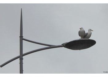 Soportando la lluvia
