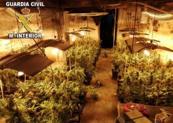 Así era la mayor plantación de marihuana descubierta en Galicia