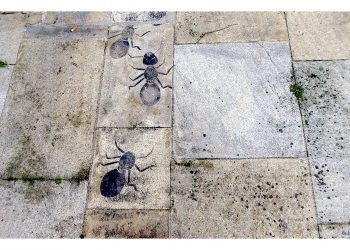 La senda de las hormigas