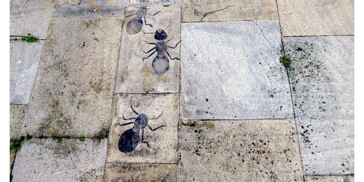 La senda de las hormigas