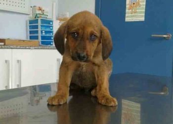 El peor amigo del perro