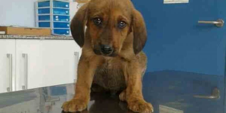 El peor amigo del perro