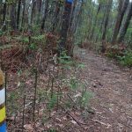 sendeiro zamans 106 Copy