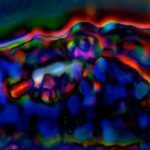 LA MALDICION DE LA GUERRA