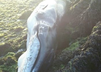 Una cría de ballena aparece muerta en A Portela