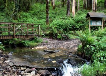 A senda de Bembrive, verde e húmida para os camiñantes