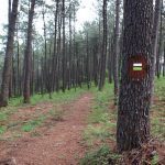 sendeiro bembrive 104 Copy