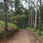 sendeiro bembrive 15 Copy