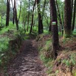 sendeiro bembrive 5 Copy