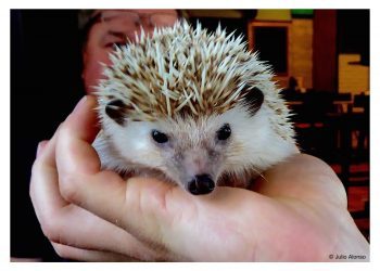 Un erizo como mascota