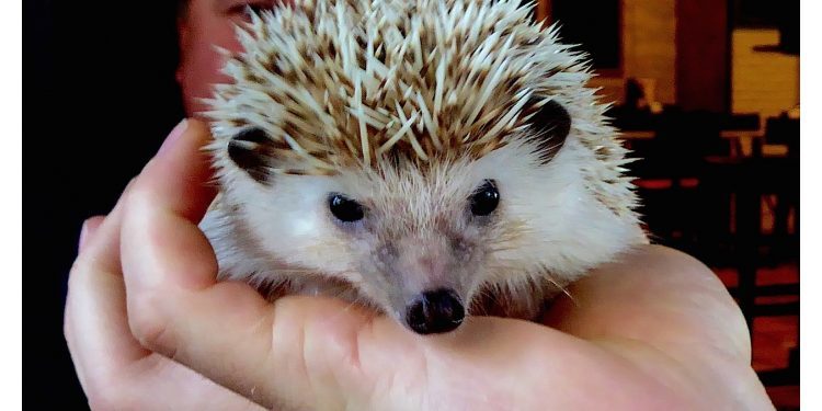 Un erizo como mascota