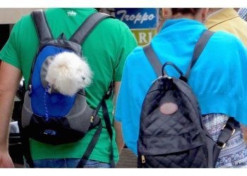Un perro en la mochila