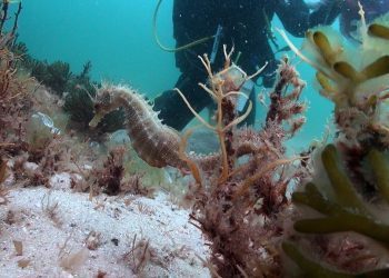 Descubren una nueva especie de caballito de mar en las Cíes