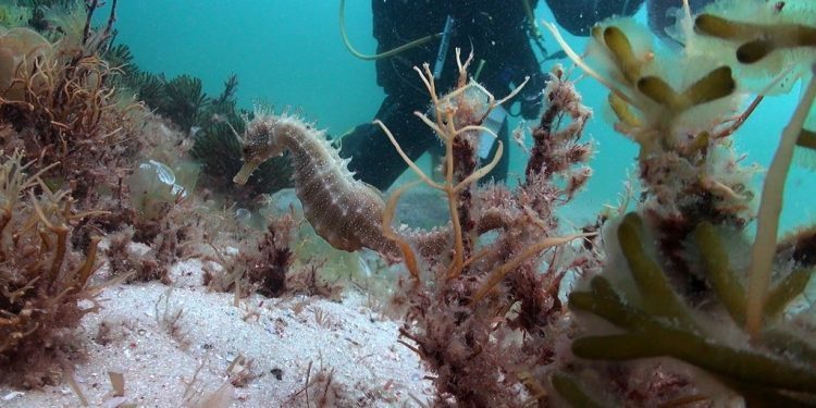 Descubren una nueva especie de caballito de mar en las Cíes