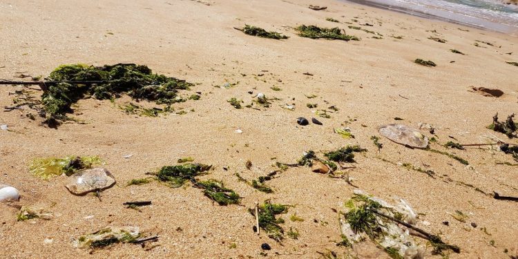 Detectada una plaga de medusas en playas de Vigo y Nigrán