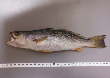 Descubiertos en la Ría ejemplares de un pez del este de Norteamérica