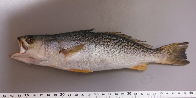 Descubiertos en la Ría ejemplares de un pez del este de Norteamérica