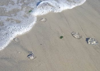 El Concello retira cientos de medusas en Samil