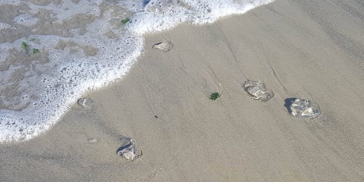 El Concello retira cientos de medusas en Samil