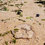 Medusas en Praia Amrica_02