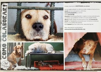 Cans e gatos, xuntos e ben avenidos nos Biosbardos