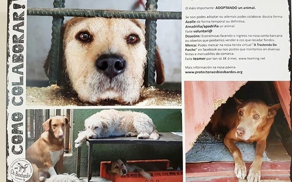 Cans e gatos, xuntos e ben avenidos nos Biosbardos