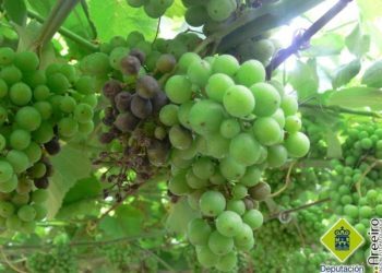 Aconsellan «máxima precaución» para sulfatar as viñas