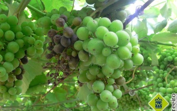 Aconsellan «máxima precaución» para sulfatar as viñas