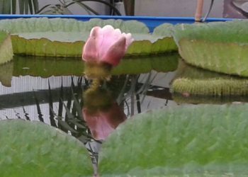 Las nubes «frenan» la flor del nenúfar gigante