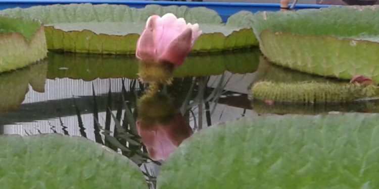 Las nubes «frenan» la flor del nenúfar gigante