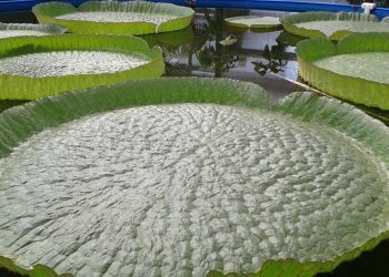 Cuenta atrás para disfrutar de la flor única del nenúfar gigante