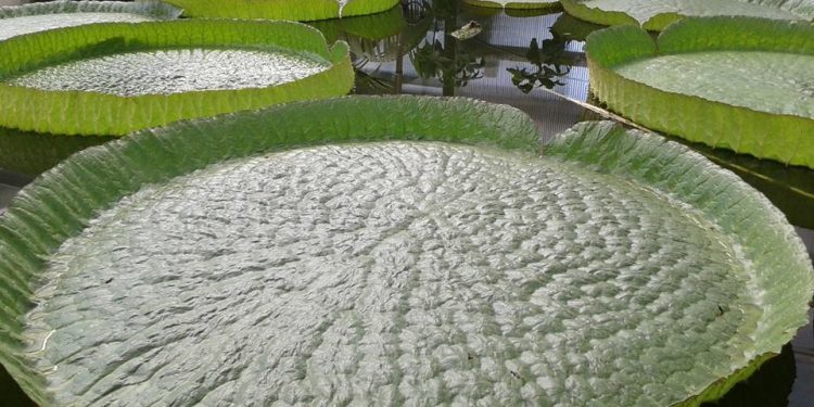 Cuenta atrás para disfrutar de la flor única del nenúfar gigante