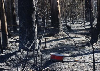 «Mientras el fuego sea negocio, seguirán los incendios»