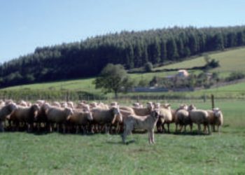 Pastores eléctricos, vallas y perros mastines contra el lobo y el jabalí