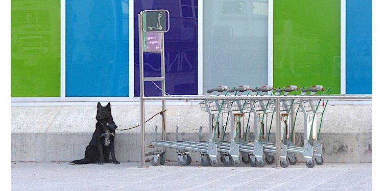 Abandonado por un viaje