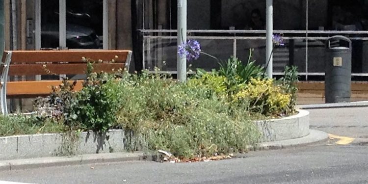 «El abandono de las zonas verdes de Vigo es consecuencia de la chapuza de contrato»