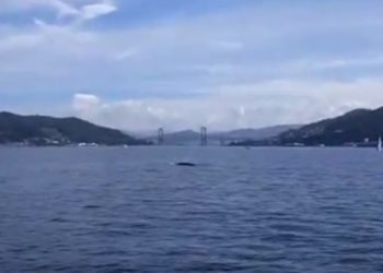 Avistada una ballena aliblanca en la Ría de Vigo