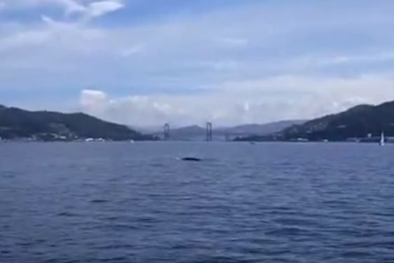 Avistada una ballena aliblanca en la Ría de Vigo