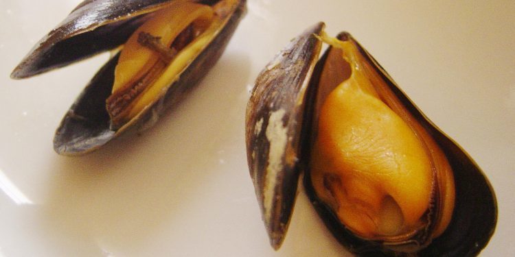 CSIC y UVigo publican los primeros datos de la secuenciación del genoma del mejillón gallego