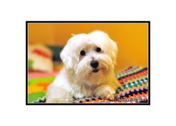 Mi perra está en el cielo