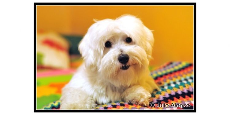 Mi perra está en el cielo