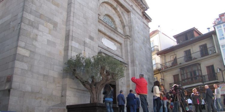 El olivo «original» regresa a las raíces de Vigo