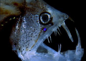 El vigués Álvaro Roura, finalista en el #NikonSmallWorld de fotografía científica