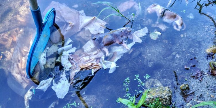 Denuncian a aparición dunha bolsa con cans afogados no río Tea