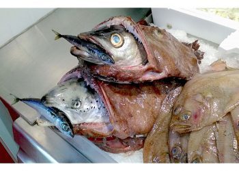 El pez grande se come al chico