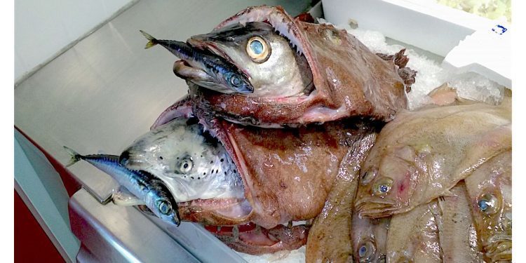 El pez grande se come al chico