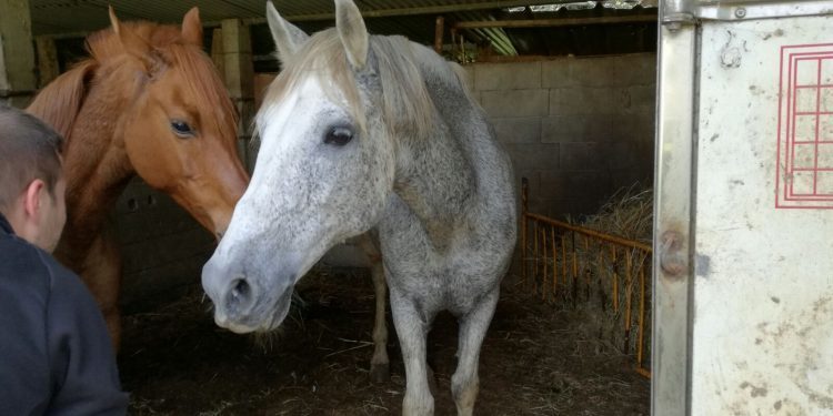 Un sabotaje a una cuadra libera tres caballos y provoca un caos de tráfico en Vigo