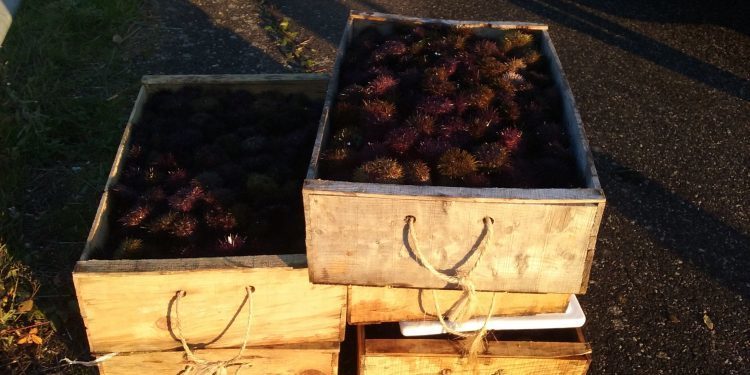 Gardacostas comisa preto de 4.200 quilos de xurelo no porto do Berbés