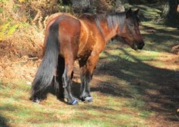 Denuncian el maltrato a caballos con las patas atadas en la Serra do Galiñeiro