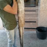 Congrio Saians Peirao Panxn_03